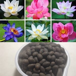 Rickon Water Lily Flower Seeds (Pack Of 20 Seeds) – All Mix Colors