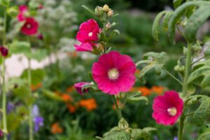 Rickon Hollyhock Flower Seeds