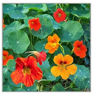 Read more about the article How to Successfully Grow Nasturtium Flower Seeds 2024