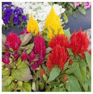 Rickon Celosia Flower Seeds