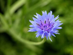 Rickon Cornflower Seeds