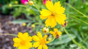 Read more about the article How to Successfully Grow Coreopsis Flower Seeds 2024