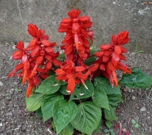 Rickon Salvia Flower