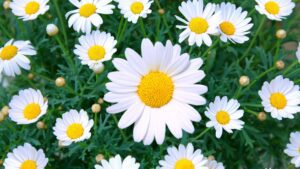 Rickon Daisy Flower