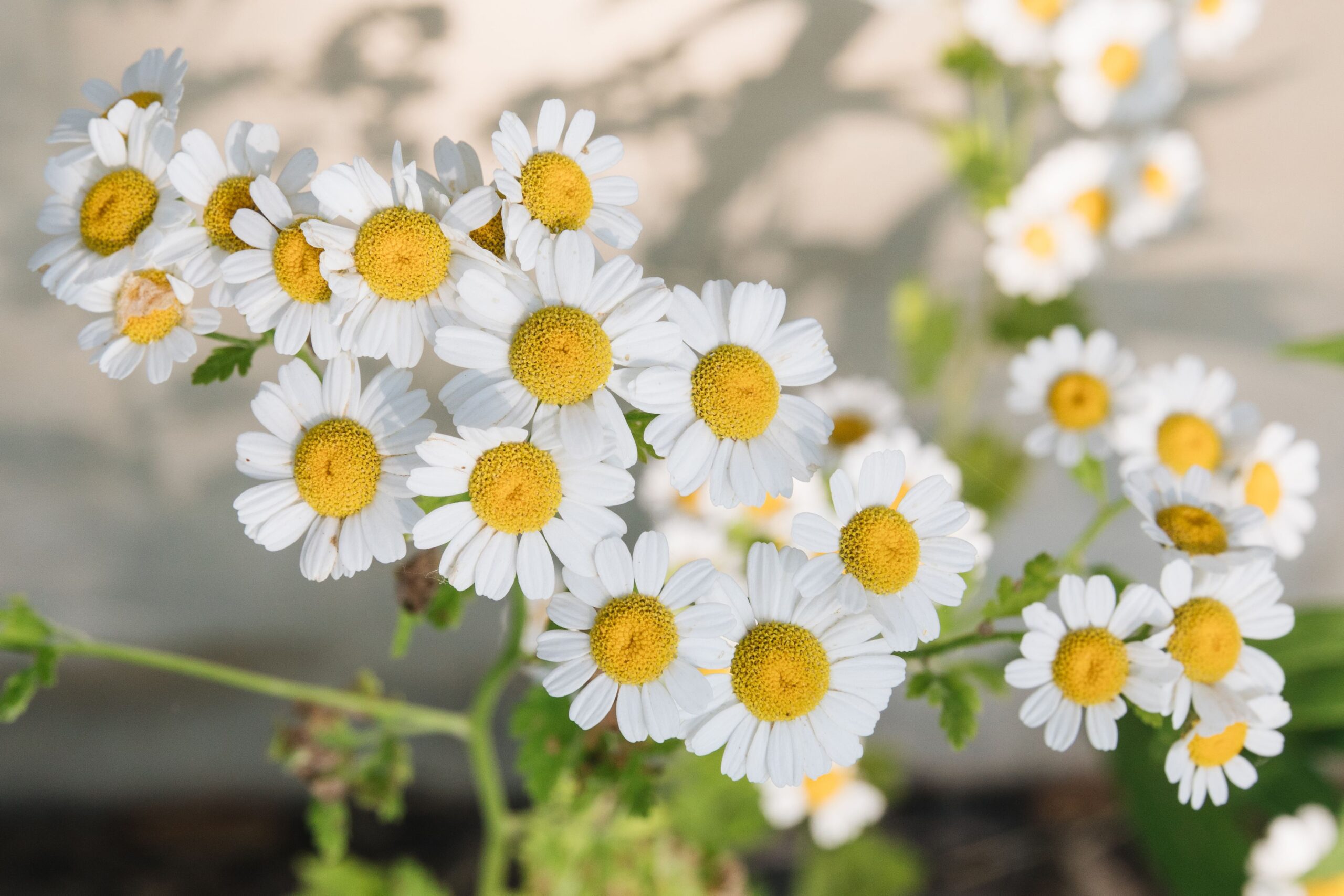 You are currently viewing How to Successfully Grow Matricaria chamomilla Flower Seeds 2024