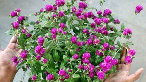 Rickon Gomphrena Flower