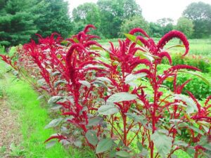 Read more about the article How to Successfully Grow Amaranthus Flower Seeds 2024