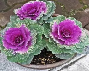 Rickon ORNAMENTAL CABBAGE