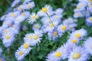 Rickon Aster Flower