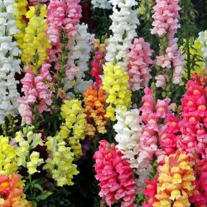 Rickon Antirrhinum Flower , Ricckon