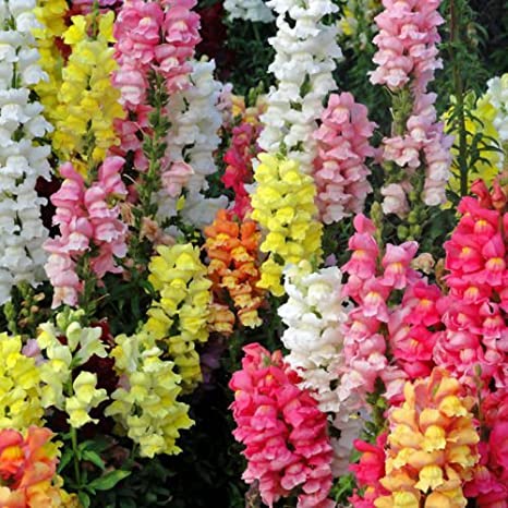 You are currently viewing How to Successfully Grow Antirrhinum Flower Seeds 2024