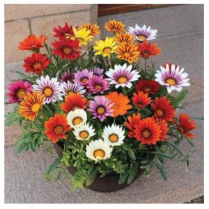 Gazania