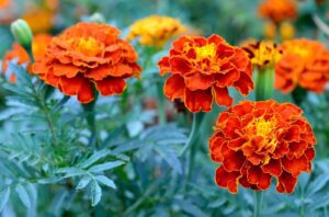 Marigold Seeds