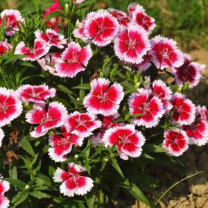 Rickon Dianthus Flower Seeds