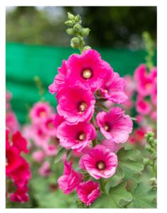 Rickon Hollyhock Flower Seeds