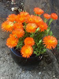 Rickon Mesembryanthemum Flower