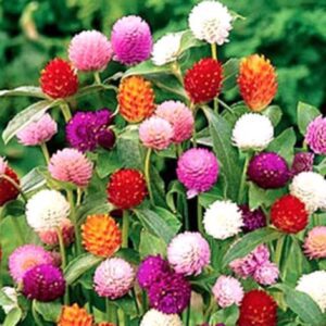 Rickon Gomphrena Flower