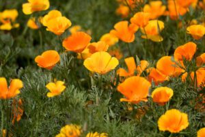 Rickon Poppy Flower