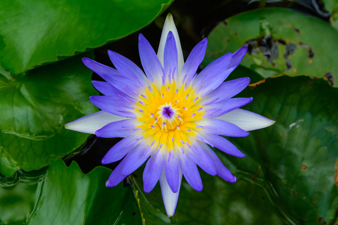 rickon lotus flower seeds