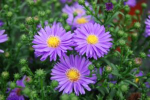 Rickon Aster Flower