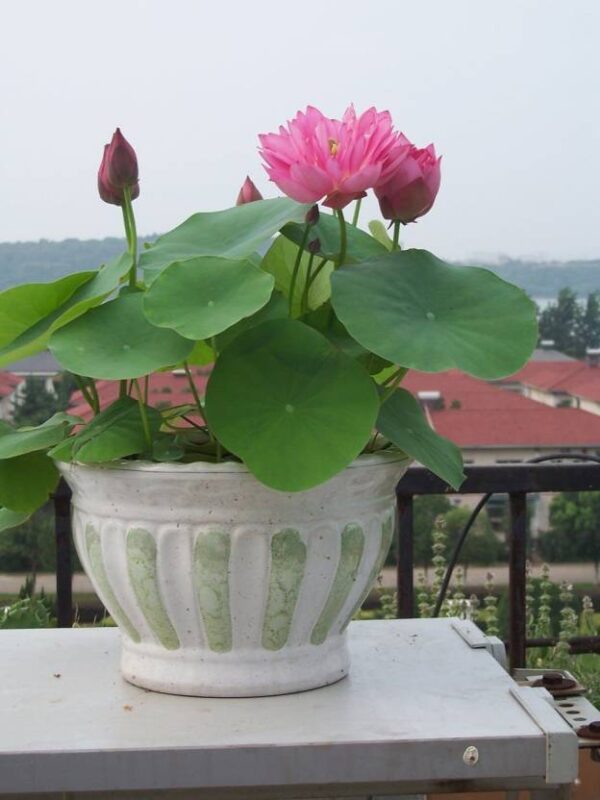 rickon lotus flower seeds