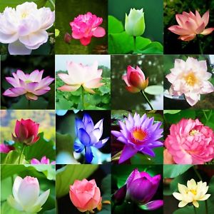 Rickon Lotus Mix Flower Seeds (Pack Of 20 Seeds) – All Mix Colors