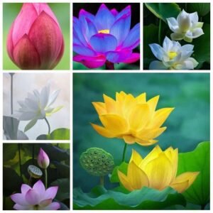 Rickon Lotus Mix Flower Seeds (Pack Of 20 Seeds) – All Mix Colors