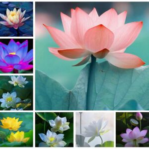 Rickon Lotus Mix Flower Seeds (Pack Of 20 Seeds) – All Mix Colors