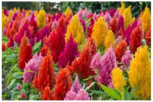 Rickon Celosia Flower Seeds