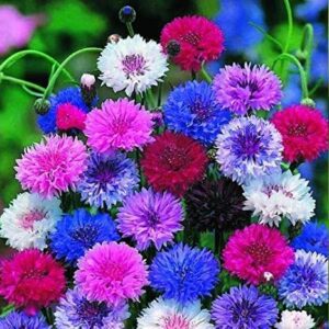 Read more about the article How to Successfully Grow Cornflower Seeds 2024