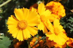 Rickon Coreopsis Flower