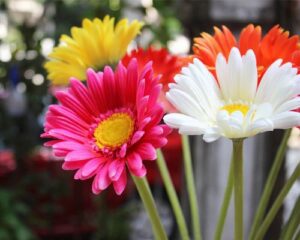 Read more about the article How to Successfully Grow Daisy Flower Seeds 2024