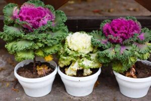 Rickon ORNAMENTAL CABBAGE