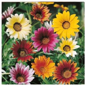 Gazania