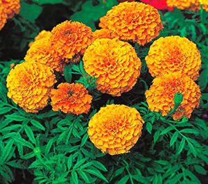 Read more about the article How to Successfully Grow Marigold Flower Seeds 2024