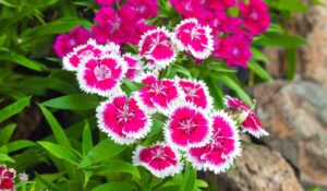 Read more about the article How to Successfully Grow Dianthus Flower Seeds 2024