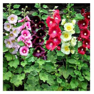 Rickon Hollyhock Flower Seeds