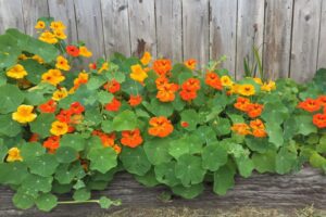 Rickon Nasturtium Flower Seeds