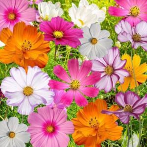 Read more about the article How to Successfully Grow Cosmos Flower Seeds 2024