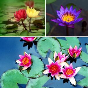 Rickon Lotus Mix Flower Seeds (Pack Of 20 Seeds) – All Mix Colors