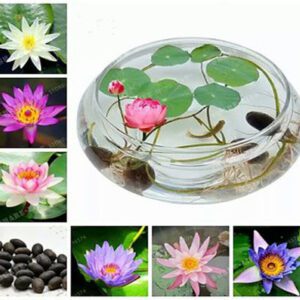 Rickon Lotus Mix Flower Seeds (Pack Of 20 Seeds) – All Mix Colors