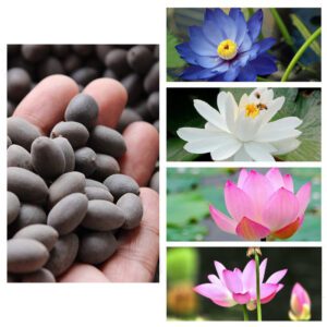 Rickon Lotus Mix Flower Seeds (Pack Of 20 Seeds) – All Mix Colors