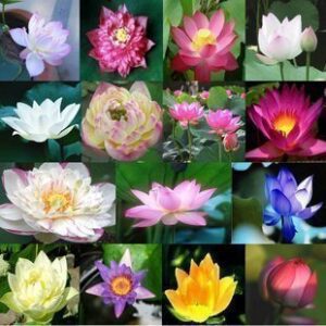 Rickon Lotus Mix Flower Seeds (Pack Of 20 Seeds) – All Mix Colors