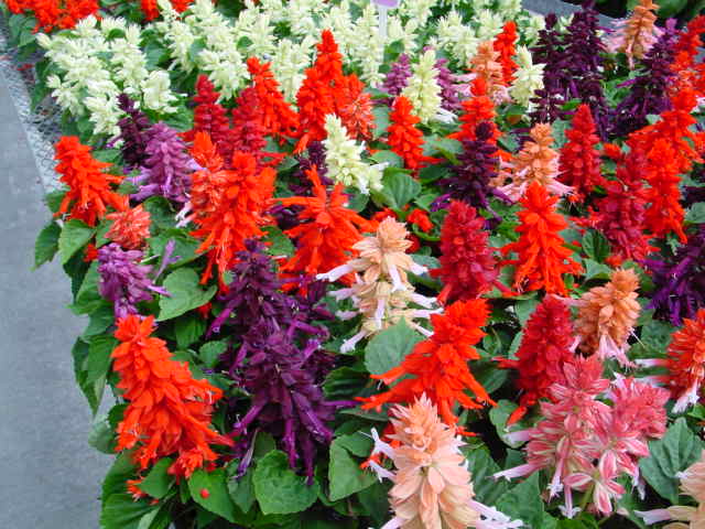 Read more about the article How to Successfully Grow Salvia Flower Seeds 2024