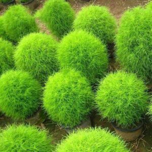 Read more about the article How to Successfully Grow Kochia Flower Seeds 2024