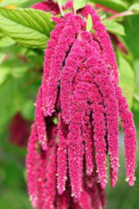 Rickon Amaranthus Flower