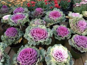 Rickon ORNAMENTAL CABBAGE