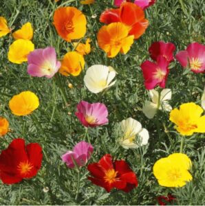 Rickon Poppy Flower