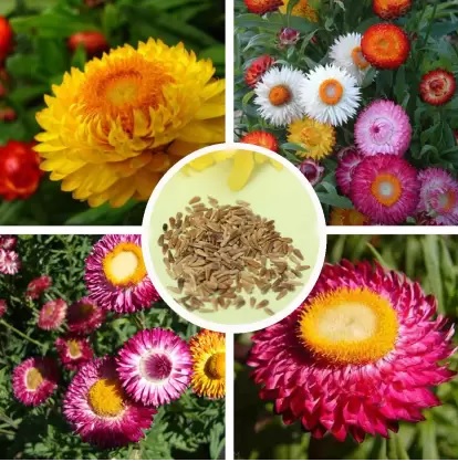 You are currently viewing How to Successfully Grow Helichrysum/Paper Flower Seeds 2024