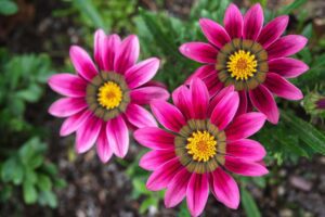 Read more about the article How to Successfully Grow Gazania Seeds